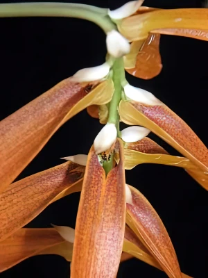 Image of Bulbophyllum tripudians 1